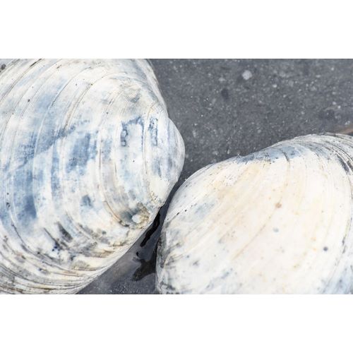 Alaska-Ketchikan-clam shells on beach